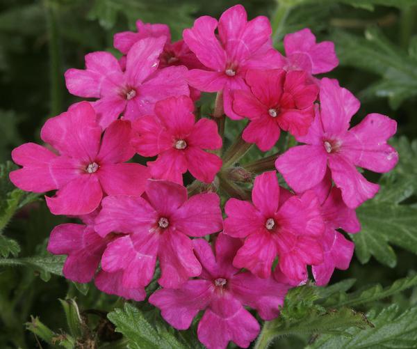 Verbena hybrida 'Magalena Hot Rose'