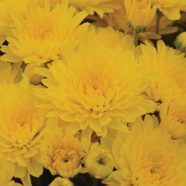 Mum chrysanthemum x morifolium 'Gold Cup'
