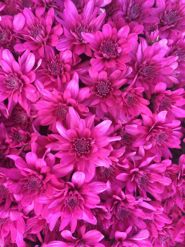 Mum chrysanthemum x morifolium