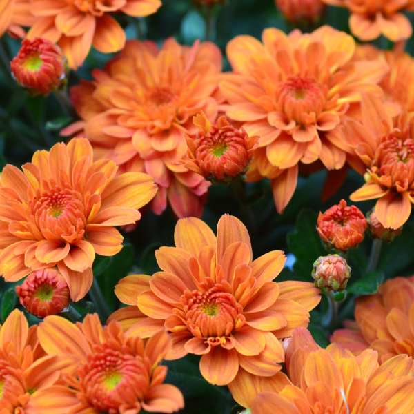 Mum chrysanthemum x morifolium 'Pumpkin Pie'