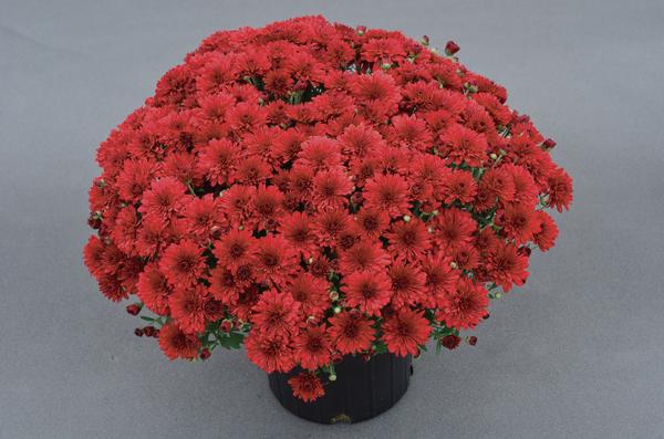 Mum chrysanthemum x morifolium