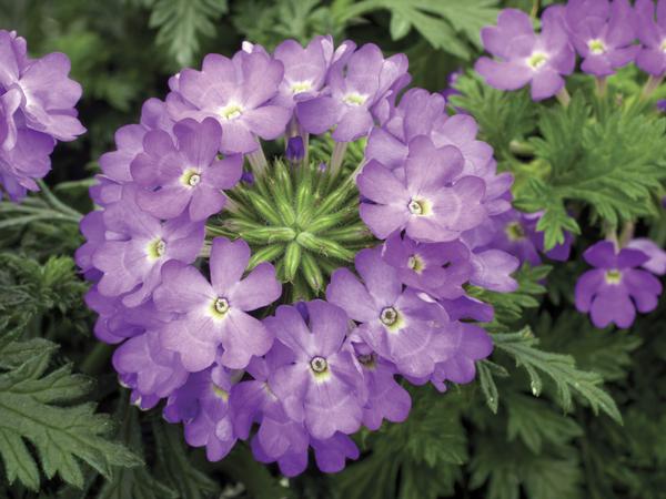 Verbena hybrida 'Magalena Lilac'