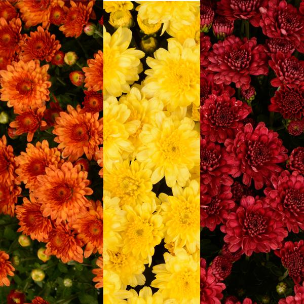 Mum Combo 'Combo #05'