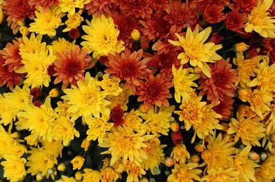 Mum Combo 'Combo#13'