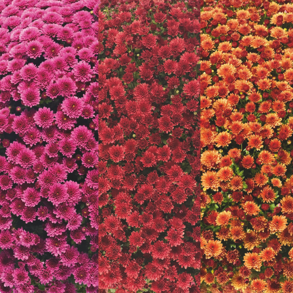 Mum Combo 'Combo#17'