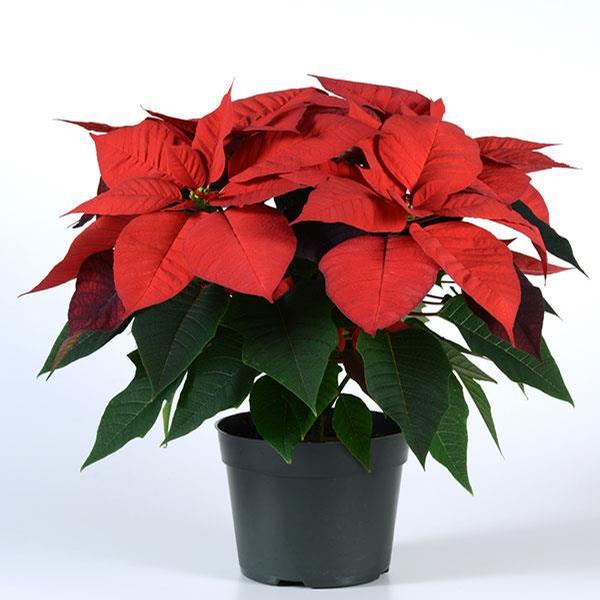 Poinsettia euphorbia pulcherrima 'Christmas Wish Red'