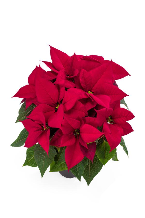 Poinsettia euphorbia pulcherrima 'Leona Red'