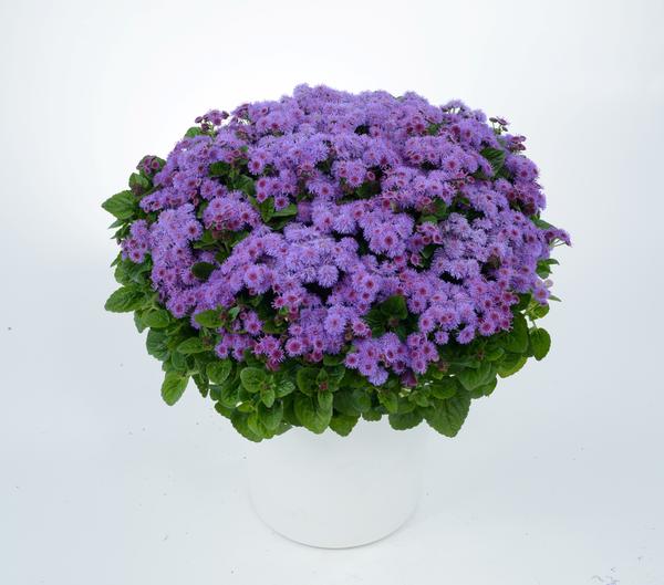 Ageratum houstonianum
