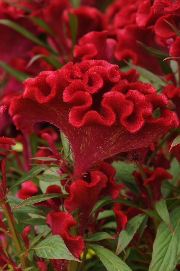 Celosia cristata 'Twisted Red Imp'