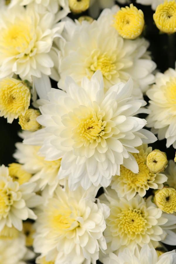 Mum chrysanthemum x morifolium 'Butter n Cream'