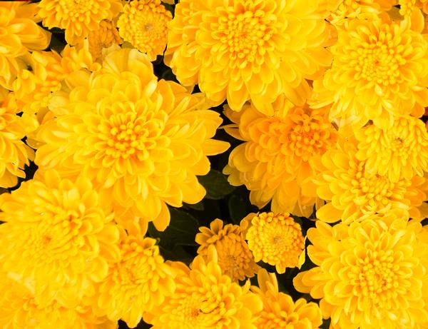Mum chrysanthemum x morifolium 'Rhonda Yellow'