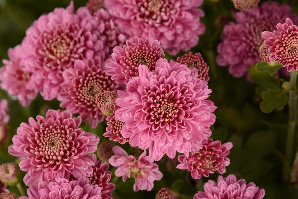 Mum chrysanthemum x morifolium 'Rhonda Pink'