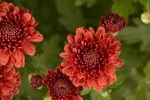 Mum chrysanthemum x morifolium 'Rhonda Red'