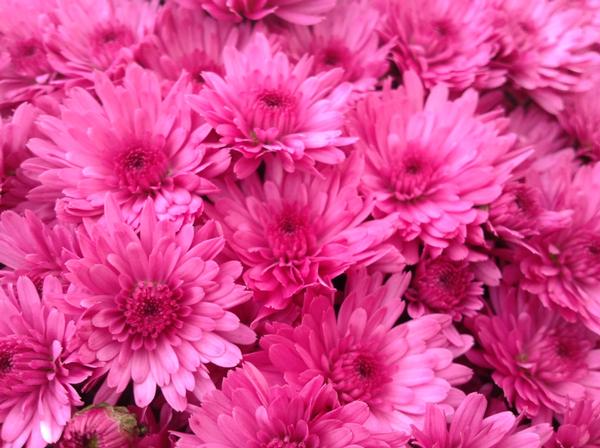 Mum chrysanthemum x morifolium 'Jazzberry Pink'