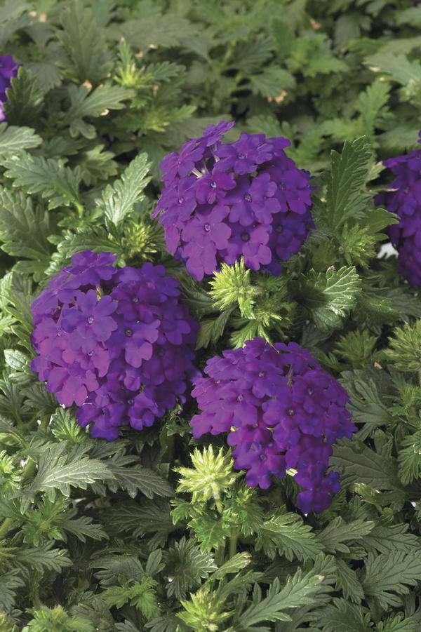 Verbena hybrida 'Magalena Violet'