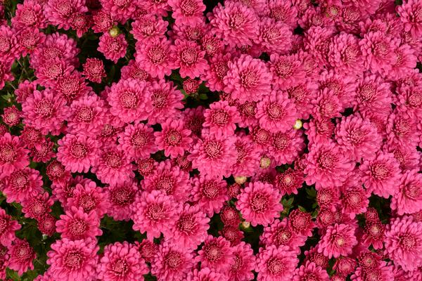 Mum chrysanthemum x morifolium 'Nikki Dark Pink'