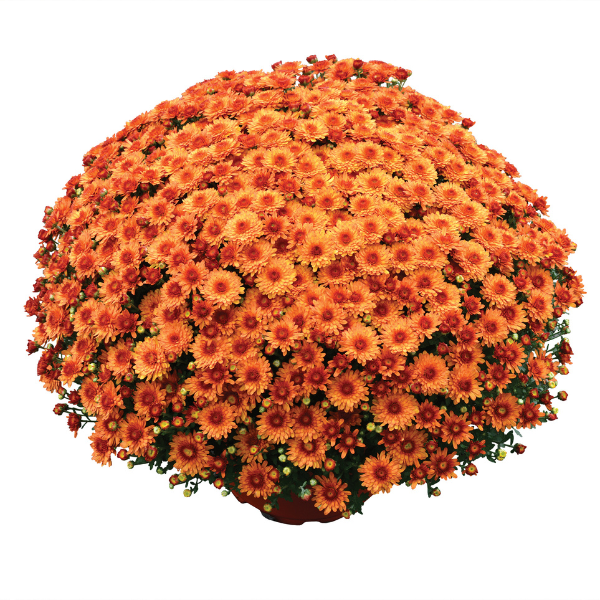Mum chrysanthemum x morifolium 'Beverly Orange'