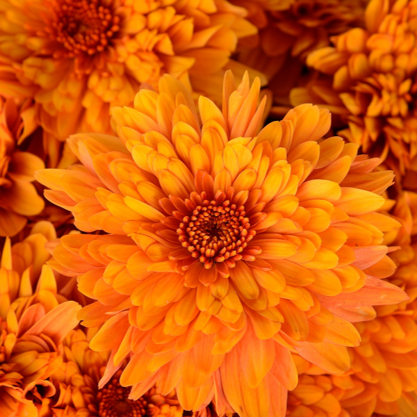 Mum chrysanthemum x morifolium 'Conaco Orange'