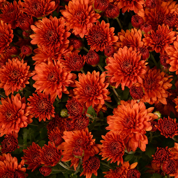 Mum chrysanthemum x morifolium 'Keeley Orange'