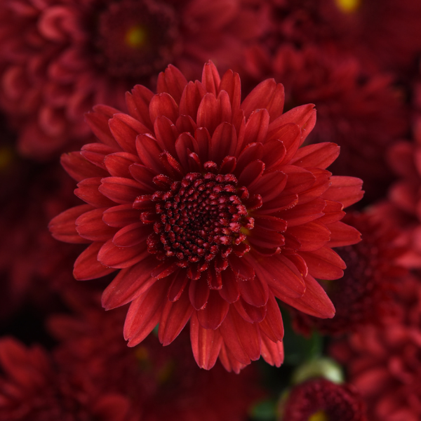Mum chrysanthemum x morifolium 'Eternal Red'