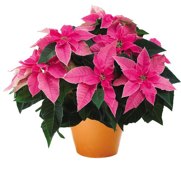 Poinsettia euphorbia pulcherrima 'Princettia Hot Pink'