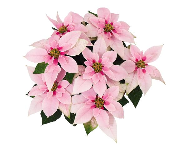 Poinsettia euphorbia pulcherrima 'Princettia Pink'