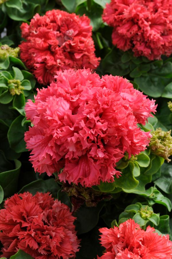 Petunia hybrida
