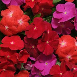 Vinca catharanthus roseus 'Pacifica Bold Mix Xp'