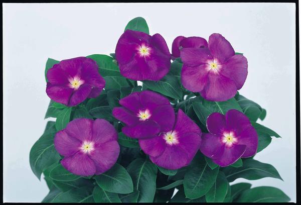 Vinca catharanthus roseus