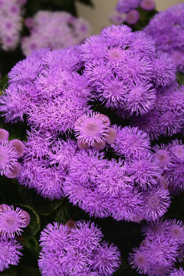 Ageratum houstonianum 'Bumble Blue'