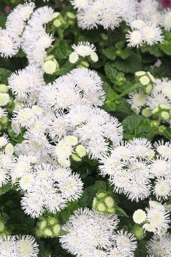 Ageratum houstonianum