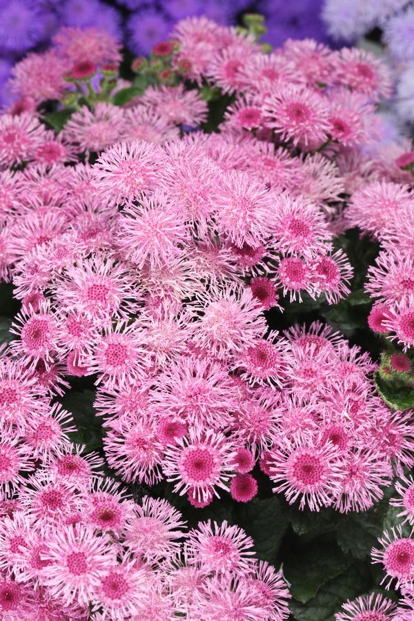 Ageratum houstonianum 'Bumble Rose'