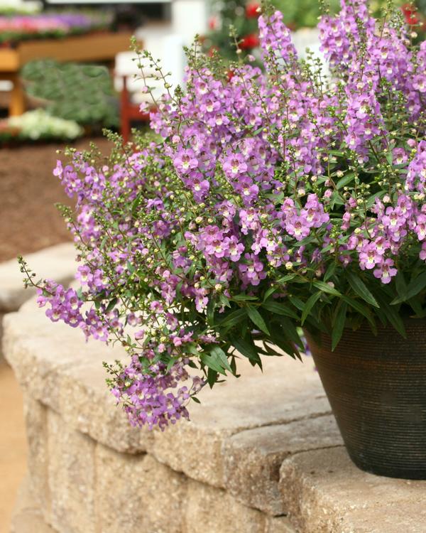 Angelonia augustifolia 'Sungelonia Blue'