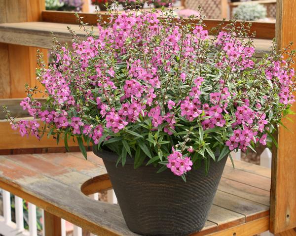 Angelonia augustifolia 'Sungelonia Deep Pink'