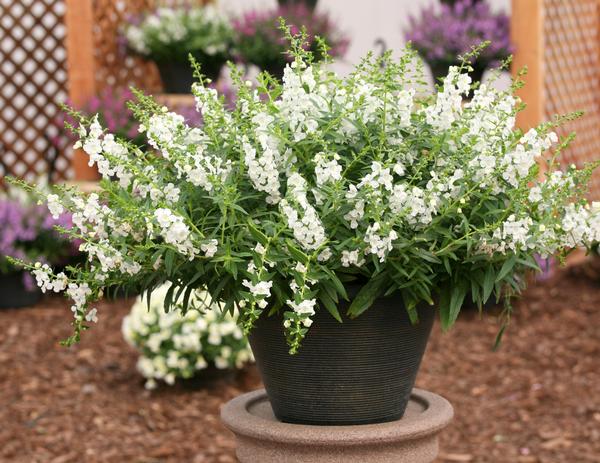 Angelonia augustifolia 'Sungelonia White'