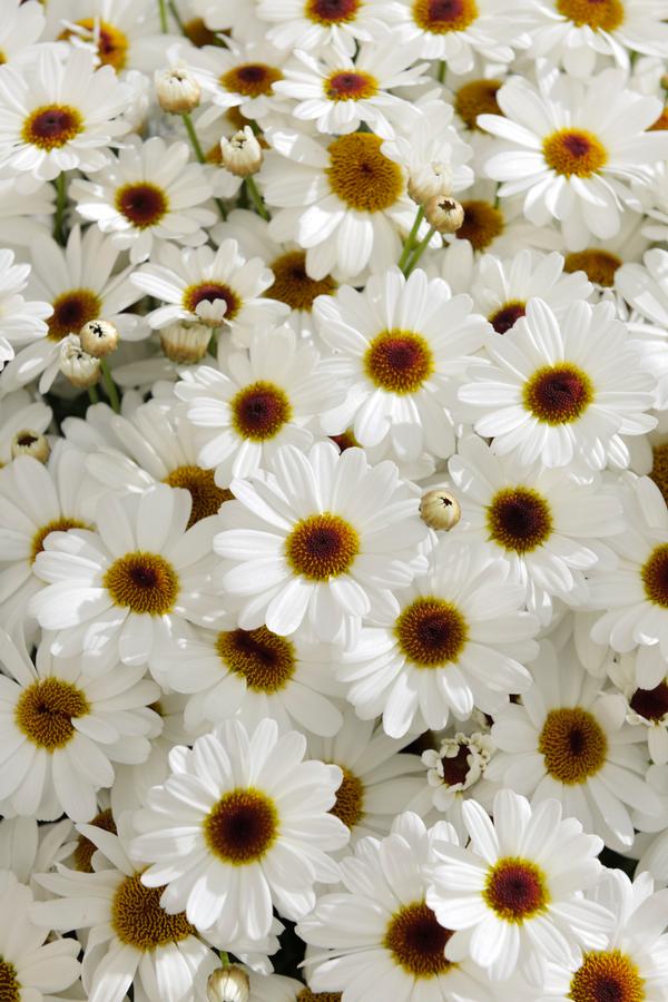 Argyranthemum frutescens 'Grandaisy White Imp'