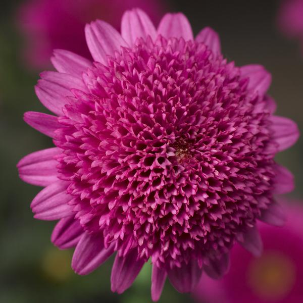 Argyranthemum frutescens 'Sassy Double Rose'