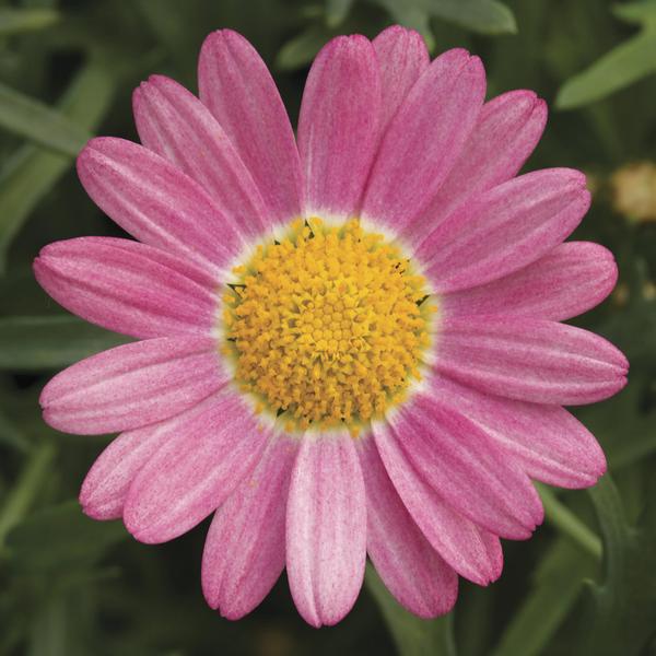 Argyranthemum frutescens 'Sassy Rose'