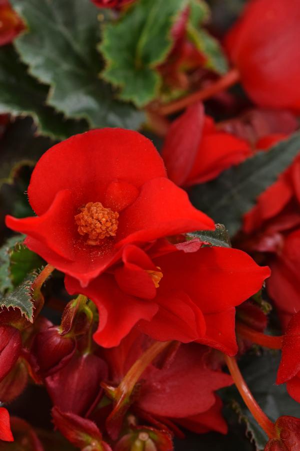 Begonia boliviensis