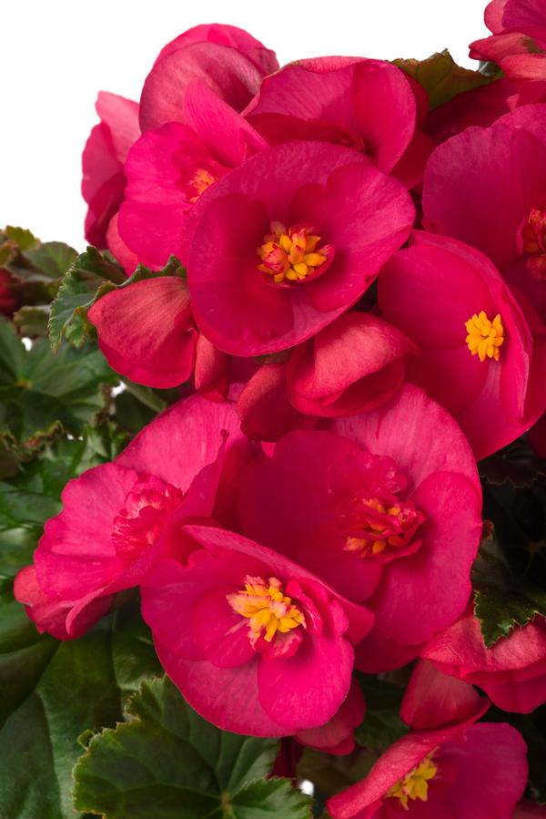 Begonia hiemalis 'Evi Bright Pink'