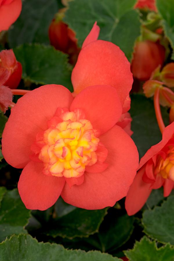 Begonia hybrida