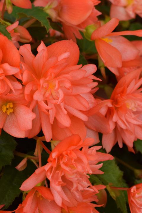 Begonia hybrida