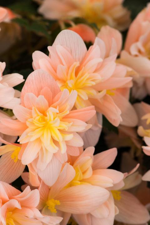 Begonia hybrida