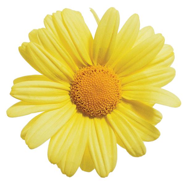 Argyranthemum frutescens 'Butterfly Yellow'