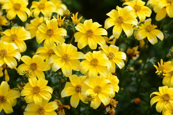 Bidens ferulifolia 'Beedance Yellow'