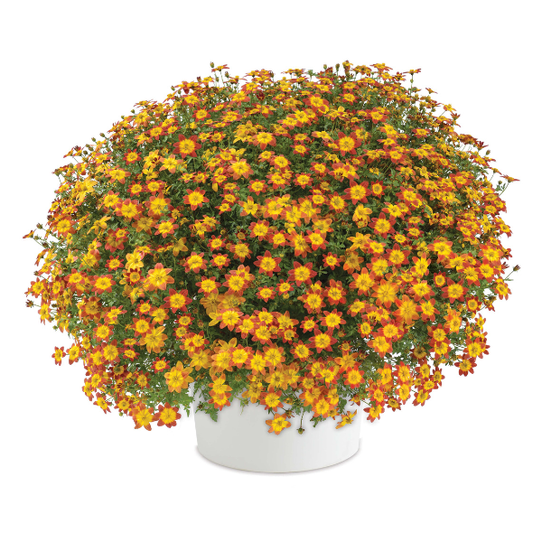 Bidens ferulifolia 'Blazing Glory'