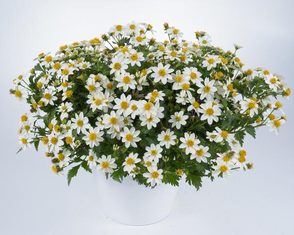 Bidens ferulifolia