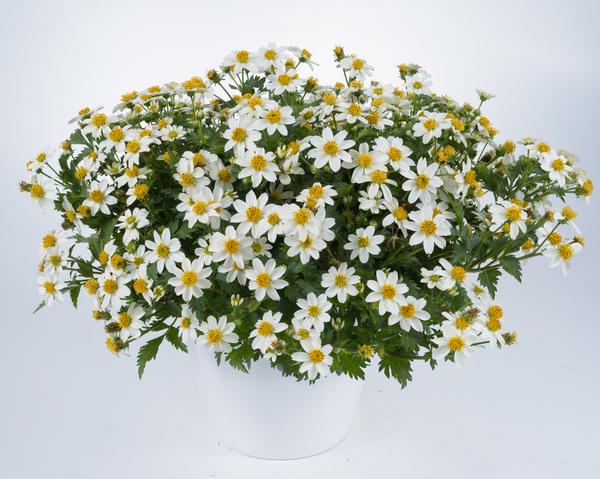 Bidens ferulifolia 'White Delight Imp'