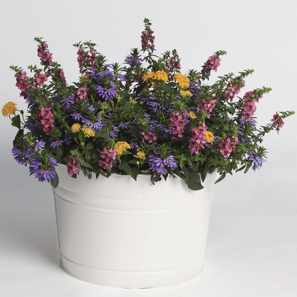 Kwik Kombo 'Summer Fun Imp'