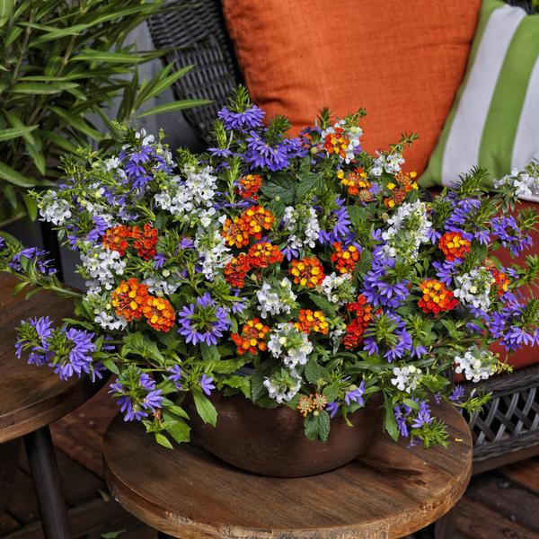 Kwik Kombo 'Rocket's Red Glare Imp'